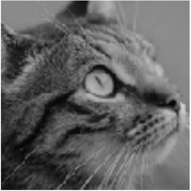 input cat image