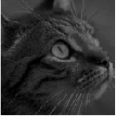 equalized cat image