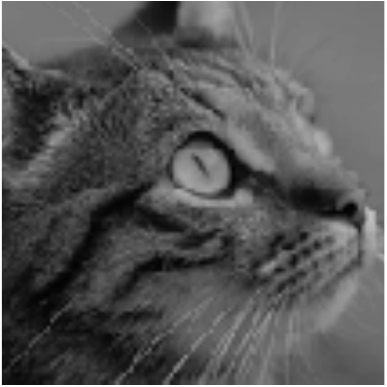 cat image at quarter intensity interpolation