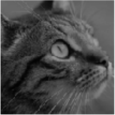 cat image at midpoint intensity interpolation