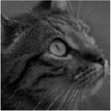cat image at three-quarter intensity interpolation
