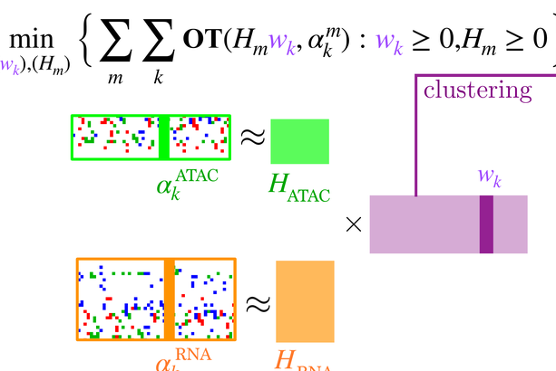 MOWGLI low-rank factorization and OT objective