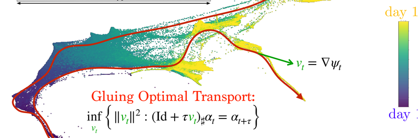 Glued optimal transport trajectory field